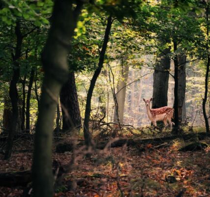 Photo Deer tracks